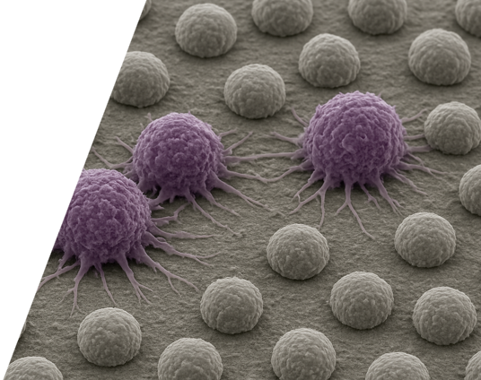 cancer cells